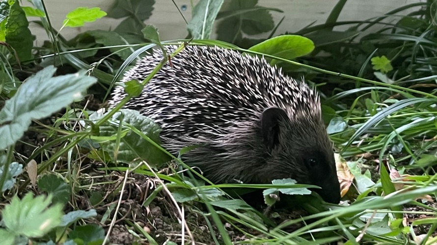 Aufbau Anfangsstation für Igel in der Zentralschweiz