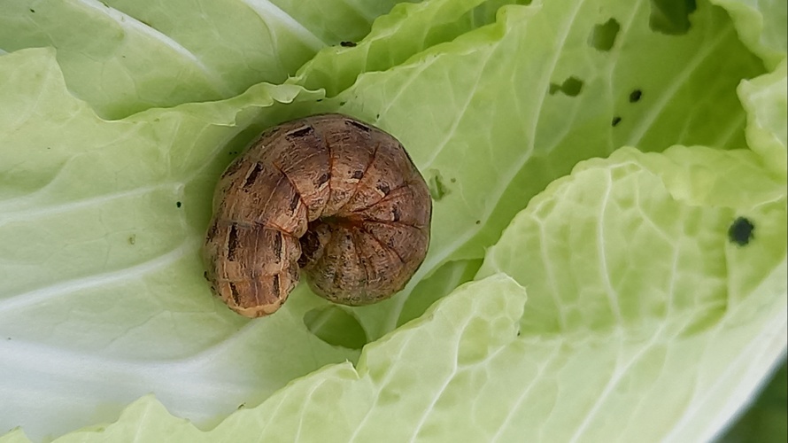 Verarbeitungsküche "zero Gemüse waste"