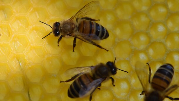  Neues Zuhause für Bienen, auch zum Beobachten 