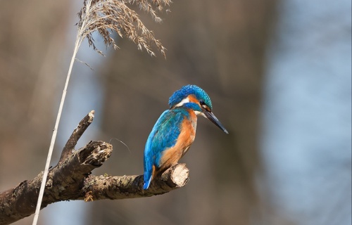 25 Jahre, 258 Eisvögel. Lasst uns die Geschichte fortsetzen!