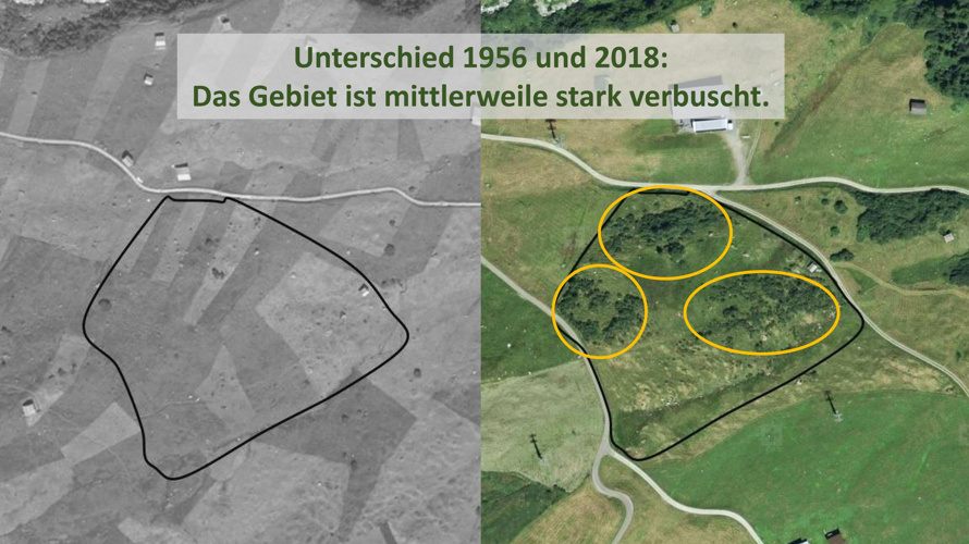 Förderung Braunkehlchen und Schmetterlinge