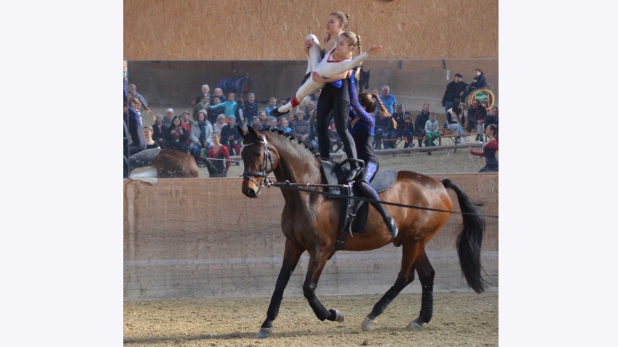 Neues Pferd für unsere Voltis
