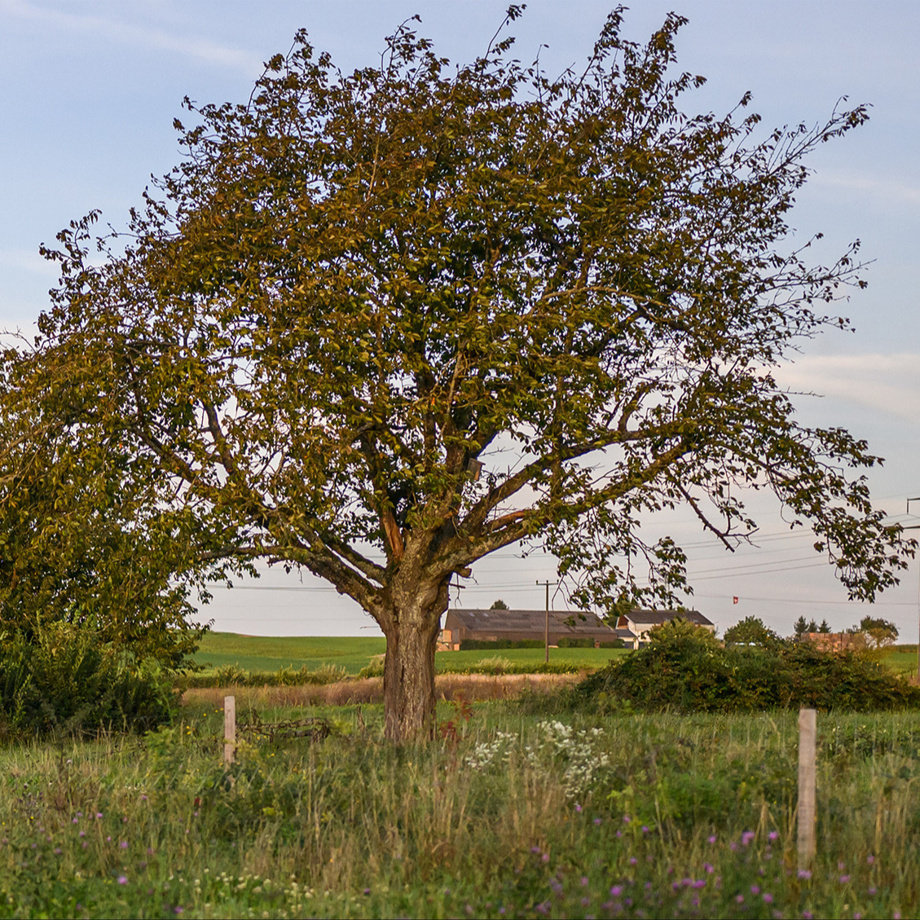 1 Hochstammbaum für das Projekt inkl. Pflege in den ersten 3 Jahren