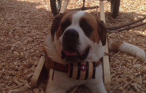 Ensemble, sauvons notre élevage de St.-Bernard