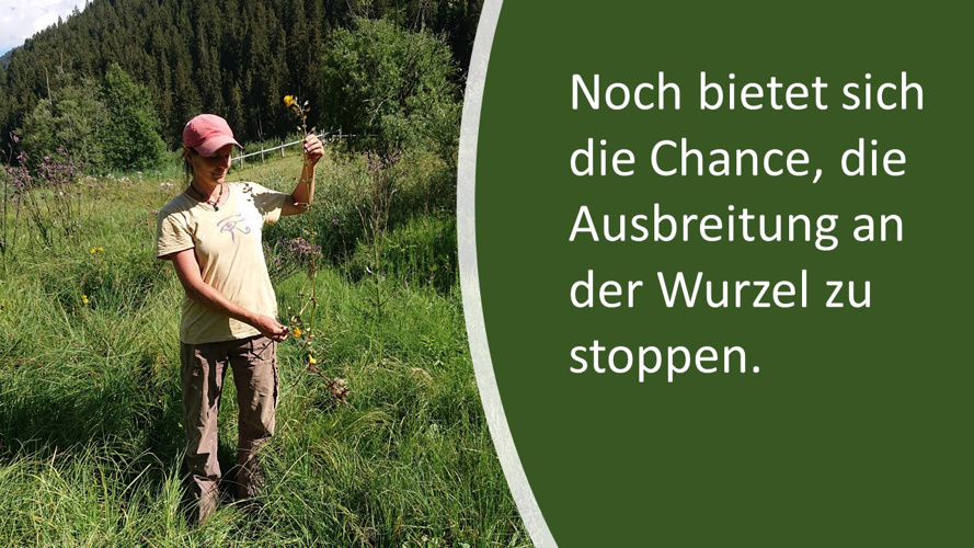 Invasive Gauklerblume - an der Quelle stoppen