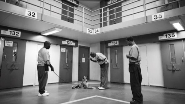 FREEDOGS - Une chance pour tous !