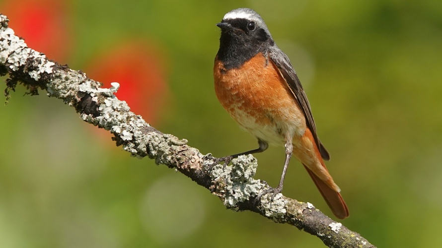 Jubiläumsschrift 100 Jahre Natur- und Vogelschutzverein Zeiningen