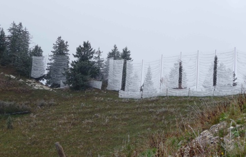 Station de baguage des oiseaux du Col de Jaman