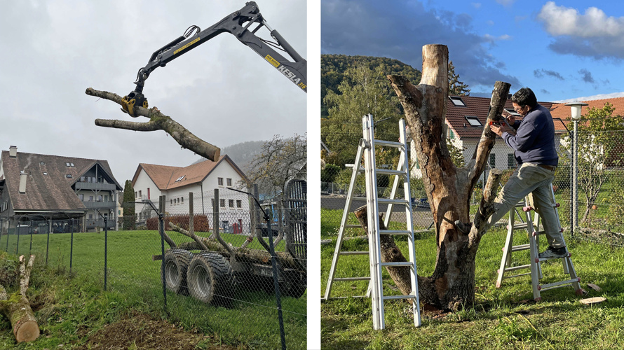 artgerechter Spielplatz für nichtvermittelbare Katzen