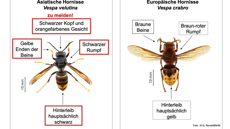 Gemeinsam gegen die Asiatische Hornisse in der Region Sursee