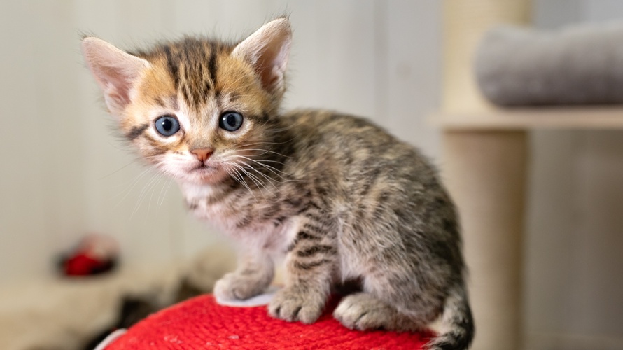 Kompromissloser Tierschutz: zweite Chancen für Tiere