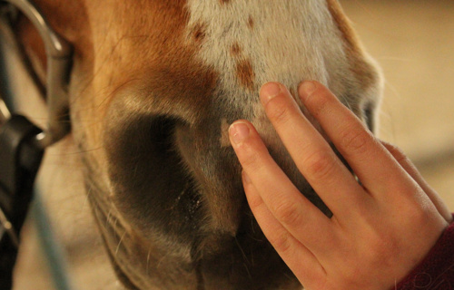Unterstützung der  kleinen Reitschule