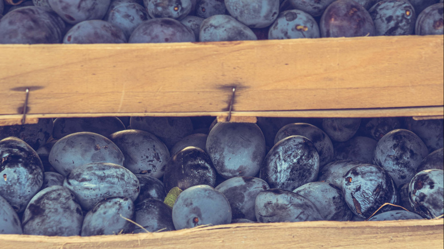 Ökologischer Obstgarten mit bedrohten Sorten