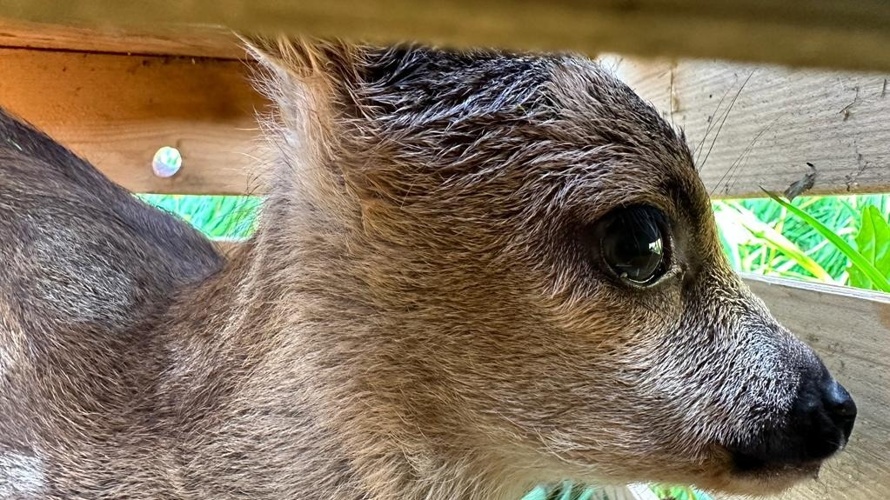 Zubehör für die Rehkitzrettung Toggenburg
