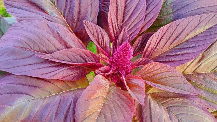 Jardin participatif du Ruau