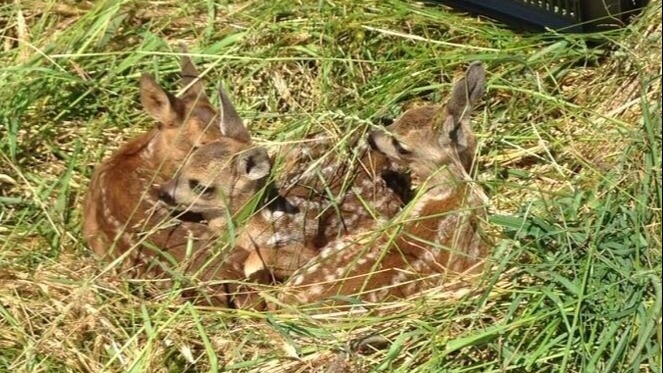 Drohne für Rehkitzrettung