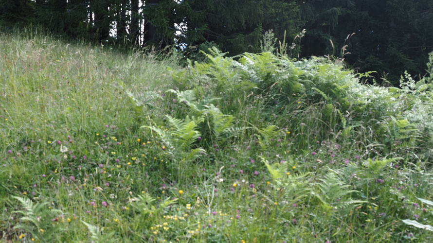 Aufwertung einer Trockenwiese zugunsten der Herbst-Wendelähre