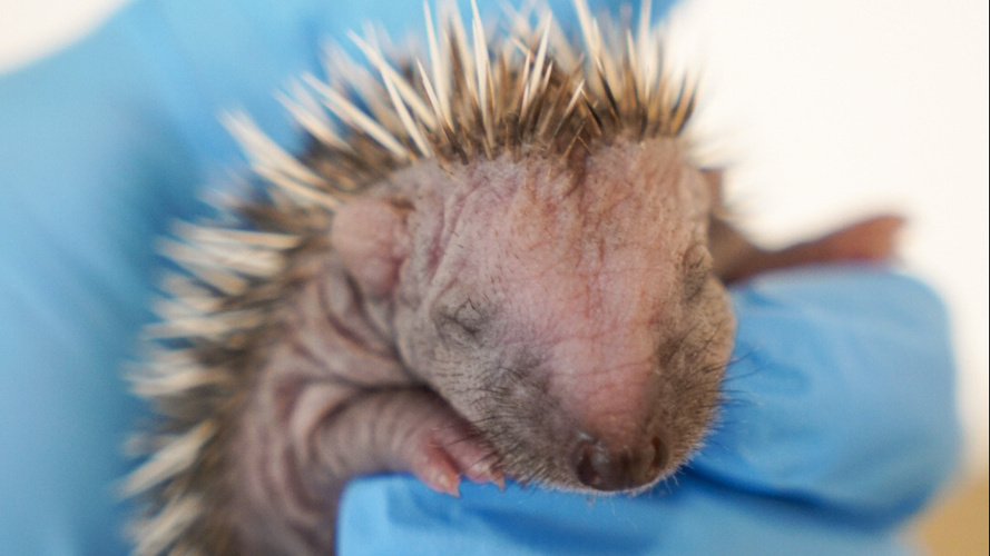 Weihnachtswunder für Igel