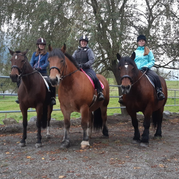 Ausritt mit Ardennerpferden (2 Personen)