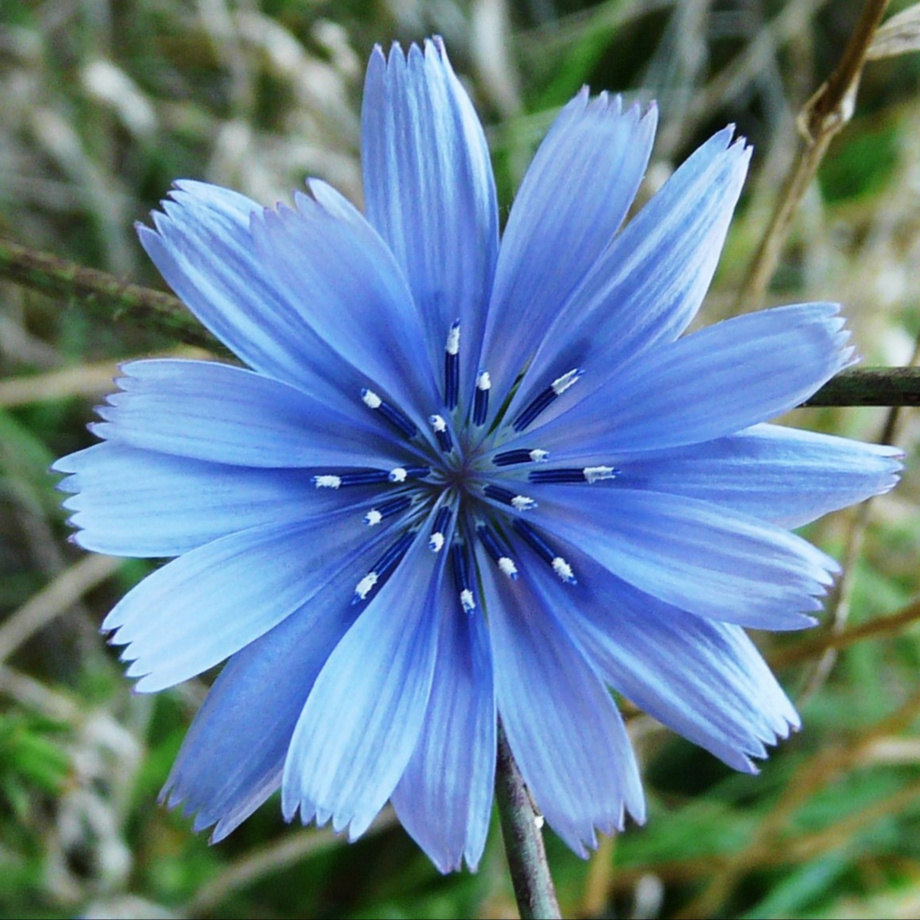 Parrainage d'une Chicorée