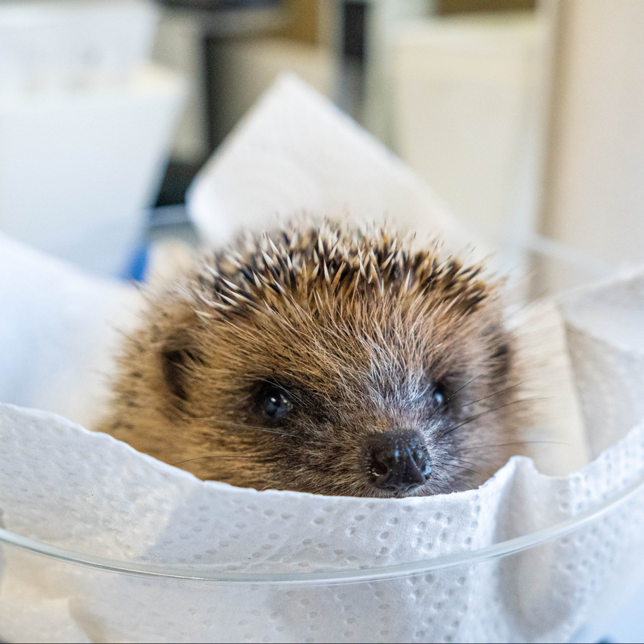 Wärmflasche für Stachelrücken