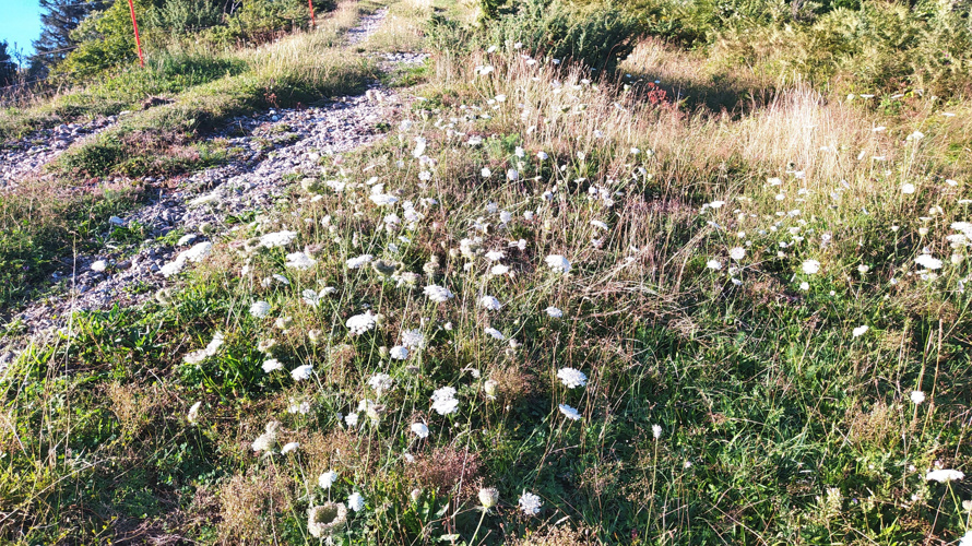 Aufwertung einer Trockenwiese zugunsten der Herbst-Wendelähre