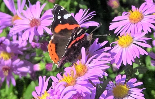 Lebensraum «Wildhecke» im Warteggpark Rorschacherberg