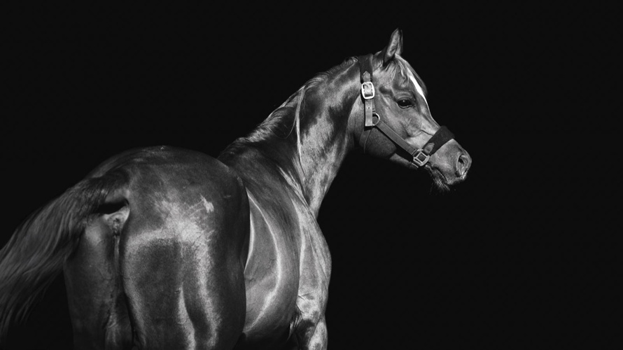 Associazione EdenEquiBovine