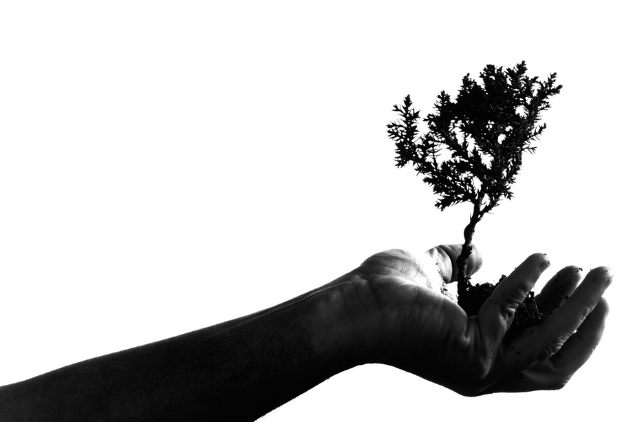 Pflanze deinen persönlichen Baum