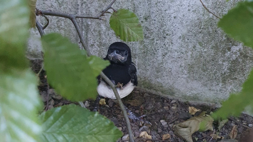 Hilfe für verletzte Singvögel und Jungvögel