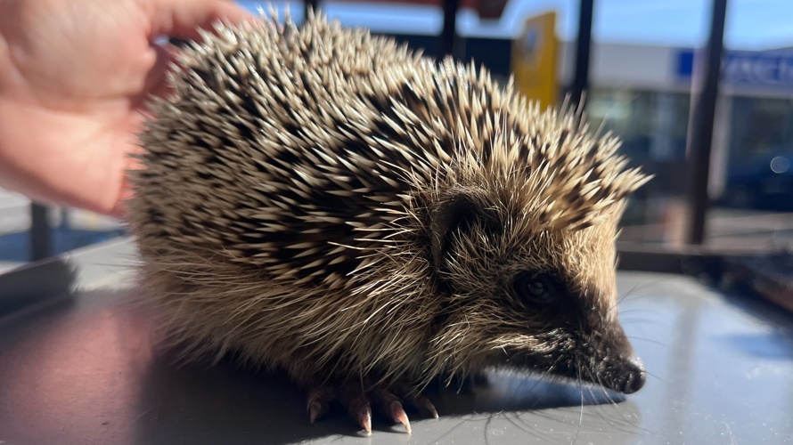 Igel Hilfe Kanton Zug