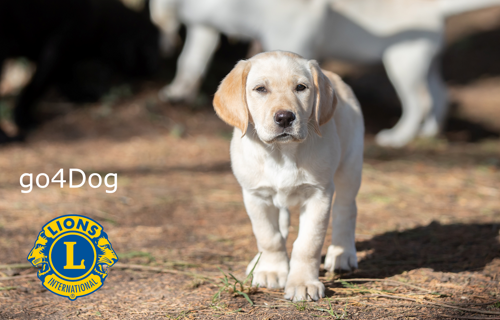Lions - go4Dog - Assistenzhunde-Welpen mitfinanzieren