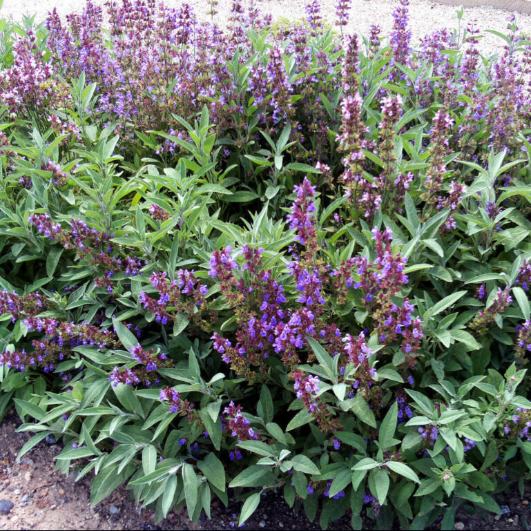 Parrainage d'une Sauge officinale