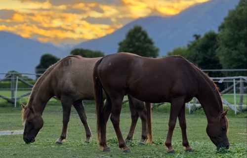 Associazione EdenEquiBovine