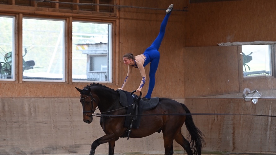 Neues Pferd für unsere Voltis