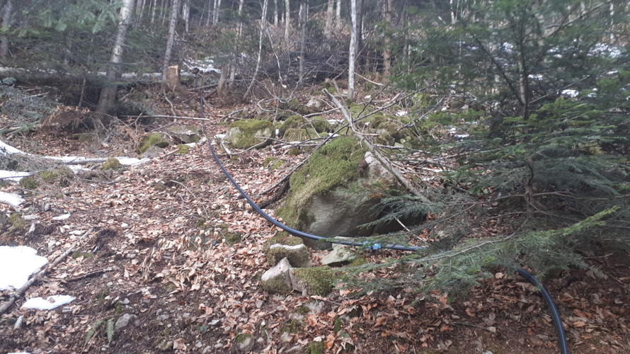 Nussbäumli, Wasser für immer