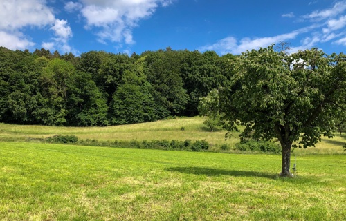 Wildobst mit Zukunft