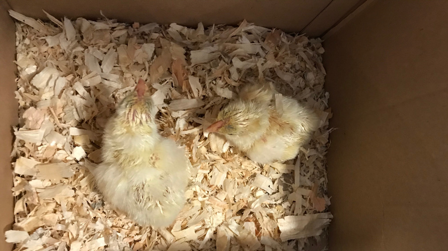 Hühnerhaus für das Hertihus