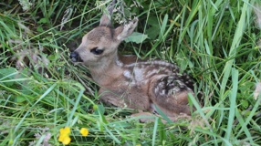 Rehkitzrettung - Gemeinsam retten wir Bambi vor der Mähmaschine