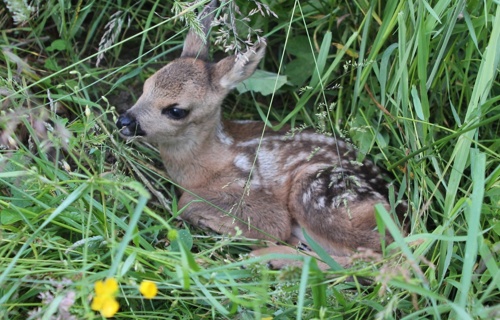 Rehkitzrettung - Gemeinsam retten wir Bambi vor der Mähmaschine