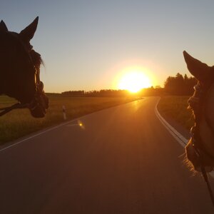 Pferde-Poster &quot;Sunset&quot;