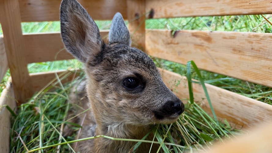 Rehkitzrettung Niedersimmental - Diemtigtal