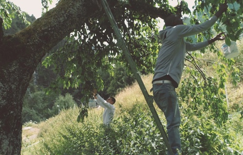 Einstiegshilfe Workcamps für Asylsuchende
