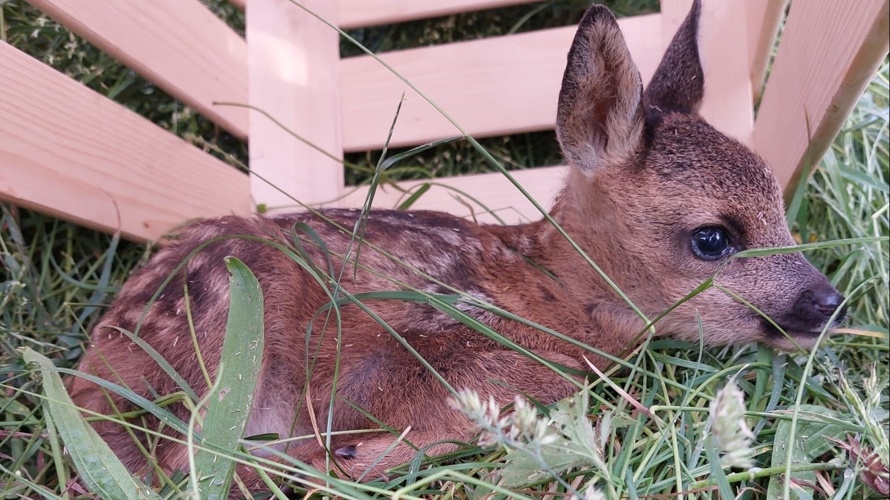 Rehkitzrettung mit effizienter Drohne