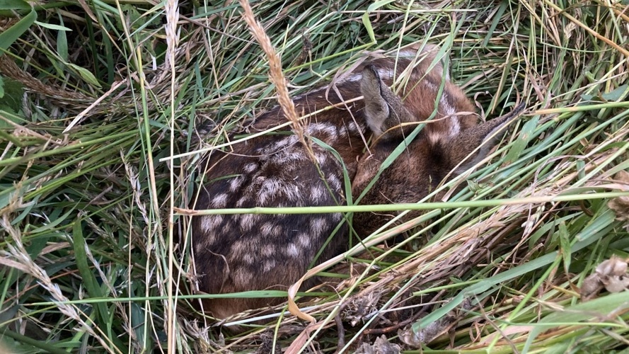 Ausbau Rehkitzrettung Wartau