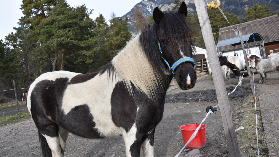Rettung der Reitschule wegen der Schliessung durch das BAG