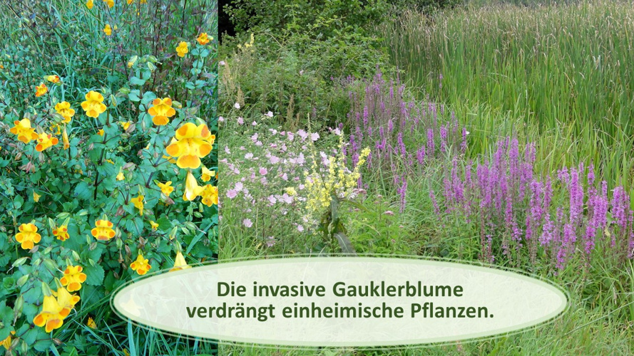 Invasive Gauklerblume - an der Quelle stoppen