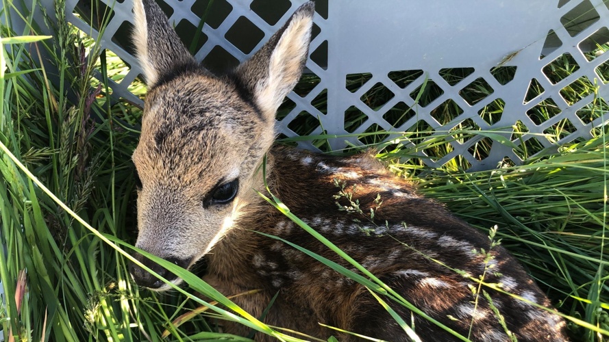 2 neue Wärmebilddrohnen für die Rehkitzrettung March