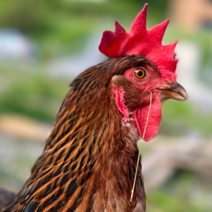 Sponsoring mit Logo-Platzierung