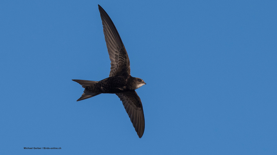 Ornithologische Gesellschaft Herisau und Umgebung (OG Herisau)